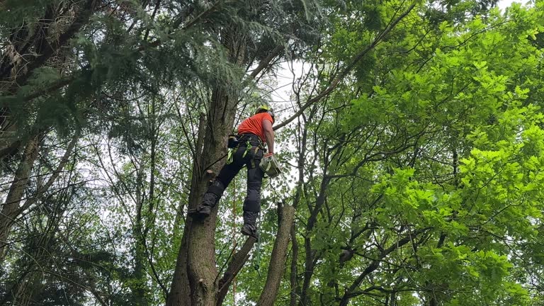 Breezy Point, MN Tree Removal and Landscaping Services Company